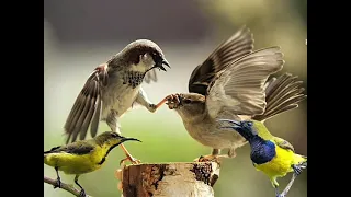 suara pikat gereja tarung sogon ontong terbaik 2025 