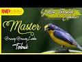 Download Lagu suara burung yellow-throated euphonia, speed rapat melengking tajam | masteran burung luar negri