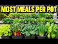 Plant These Now 15 Crops Ranked by Meals per Pot