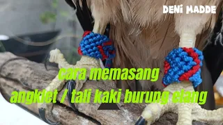 CARA MEMASANG ANGKLET ATAU TALI KAKI BURUNG ELANG PREDATOR