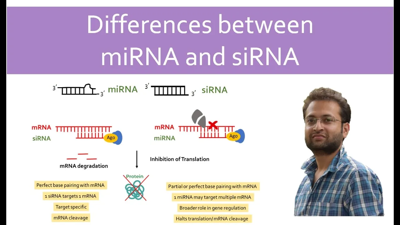 Difference between miRNA and siRNA. miRNA vs siRNA