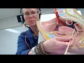 Biology 2020 Lab 12 Reproductive System Quiz Question