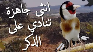 بتبتة ونداء أنثى الحسون الجاهزة فعالة في تحفيز ذكر الحسون على التغريد وزيادة الجهوزية لديه 