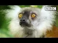 Lemurs get high Spy in the Wild - BBC