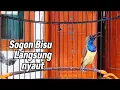 SOGON bisu dan pendiam pasti langsung nyaut gacor,.SOGON Gacor manggil lawan,