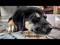 rottweilerbeagle mix dog