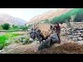 Download Lagu Far from Civilization: The Daily Life of Afghan Mountain Shepherds