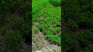 تثبيت الدفائن المتحركة مع المعالج الروحاني الصقر النوراني أبو مريم 