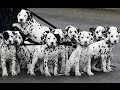 Dalmatian Puppies Dogs For Sale In Little Rock Arkansas AR 19Breeders Fayetteville