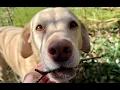 Olive and Mabel s Garden - Part 1