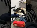 Download Lagu Kucing dan anjing ini ketahuan sedang tidur berpelukan