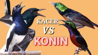 Download KACER vs KONIN ,burung anda pasti ikut gacor MP3