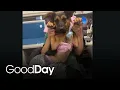 Find a furry friend at the Stockton Animal Shelter Central Valley Cuddles