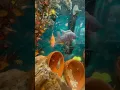 Download Lagu King and queen update. #africancichlid #fish #exoticaquariumfish #americancichlids #bloodparrot