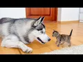 Download Lagu Giant Husky Comforts a Frightened Tiny Kitten — Love at First Sight!
