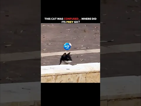 This Cat Had No Idea Where the Pigeon Went! #trending #animals #wildlife #youtubeshorts