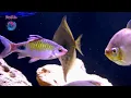 African Moony Fish Complete Care Guide | Silver Moony for Brackish Aquariums