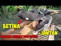 Download Lagu Cara Membedakan Anakan Jalak Kebo Jantan Dan Betina,, Di jamin 💯 Akurat