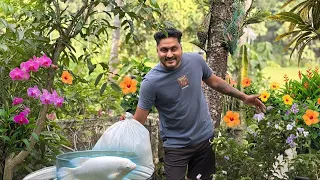 ജയന്റ് ഗൗരായെ ഒടുവിൽ വലിയ കുളത്തിലേക്ക് മാറ്റി | Giant Gourami Relocation. #giantgourami 