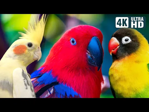 Download MP3 Wonderful Small Parrots | Soothing Nature Scenes | Stress Relief | Relaxing Bird Sounds | Calm Time