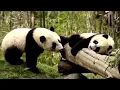 Life of Rare Panda – National Geographic And Wildlife Animal Documentary