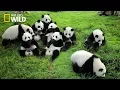 Download Lagu Life of Rare Panda – National Geographic And Wildlife Animal Documentary