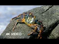 Crab vs Eel vs Octopus 4K U Blue Planet II BBC Earth
