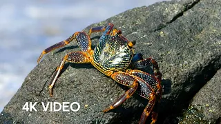 Download Crab vs Eel vs Octopus | 4K UHD | Blue Planet II | BBC Earth MP3