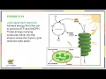 Chapter Five OpenStax Concepts of Biology
