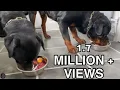 Feeding Our Rottweilers RAW Diet - Part 1