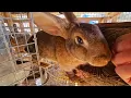 Meet our Tamuk Rabbits