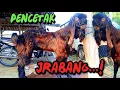 Download Lagu Potensi pencetak Jrabang❗Pejantan super siap pacek dan harga kambing powelan pasar slahung Ponorogo
