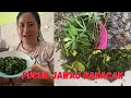 Download Lagu Masakan Kampung Sederhana Tapi Enak// PUCUK JAWAU BAKACAK// Khas Dayak KalTeng