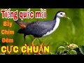 Download Lagu Tiếng quốc mồi chuẩn nhất hiện nay l video dài đánh xuyên đêm l Săn bẫy TV