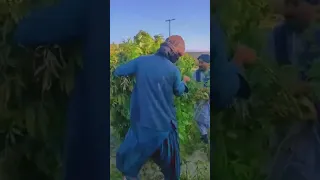 چرس بلوچستان هشیش بنگ زندانی 