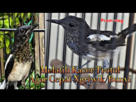 Download MP3 Masteran KACER TROTOL dengan suara AIR Agar cepat Ngriwik/Bunyi