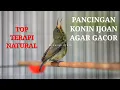 Download Lagu KONIN IJOAN GACOR 🔴 KOLIBRI NINJA IJOAN GACOR COCOK UNTUK MEMANCING KONIN LAIN AGAR BUNYI !!