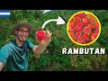 My favorite fruit in Honduras Rambutan Lychas - This is how it s harvested