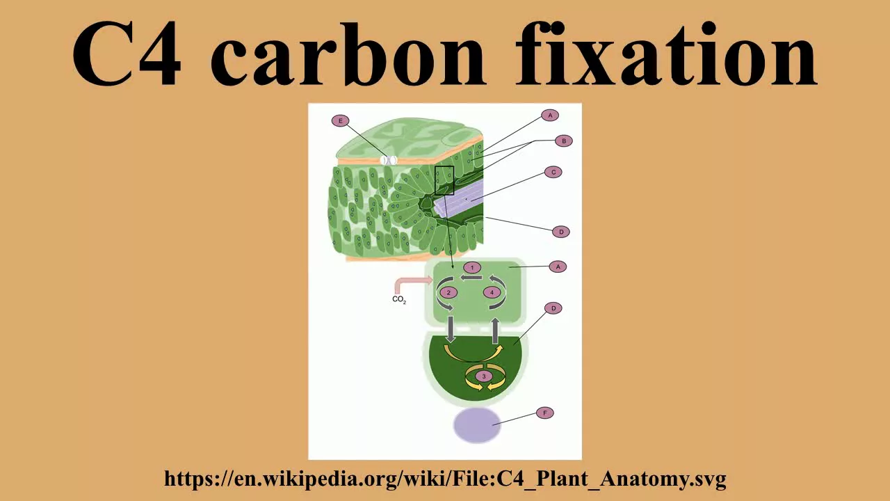 C4 carbon fixation