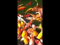 Download Lagu mix top level koi fish in a pond koi fish