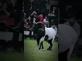 Download Lagu Zo luxueus als dit schaap 🤩p #dombasheep #dombakasep #dieren #schapen #garutsheep