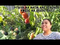 Download Lagu BUHAY AMERIKA:  READY NA ANG PEACHES! UNANG PITAS EXCITED NA MGA BATA!