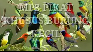 Download SUARA PIKAT BURUNG RIBUT PALING AMPUH MP3