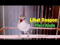 Download Lagu Makin Ampuh Perangsang Bunyi Pleci Anda Burung Pleci Bustomi Gacor Memanggil Lawan (18/11/23)