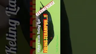  rekomendasi mp3 pikat cucak keling liar paling ampuh dijamin pada ngumpul 