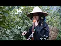 Harvesting Persimmons and the recipe for air-dried persimmons.