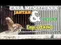 Download Lagu Cara Membedaka Janatan Betina Burung Emprit Peking, MASTERAN