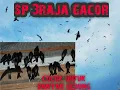 Download Lagu suara panggil 3 raja gacor 100% original #@andiktendri3549 #suarawaletpanggil