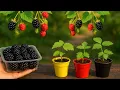 Download Lagu 🟣 How to Plant BLACKBERRIES from Seeds at Home