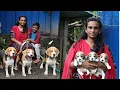 Top quality Beagle dogs dog sale Kerala puppy sale kennel